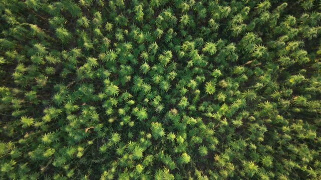 Hovering Aerial View Over Hemp Field