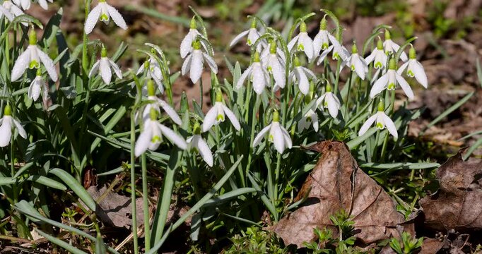 Small white snowdrops on thin green stems, a group of primroses of snowdrops covered with dew in the botanical park in March