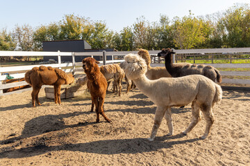 Fototapeta premium Friendly camelid group enjoying a bright farm day - inside a sandy paddock
