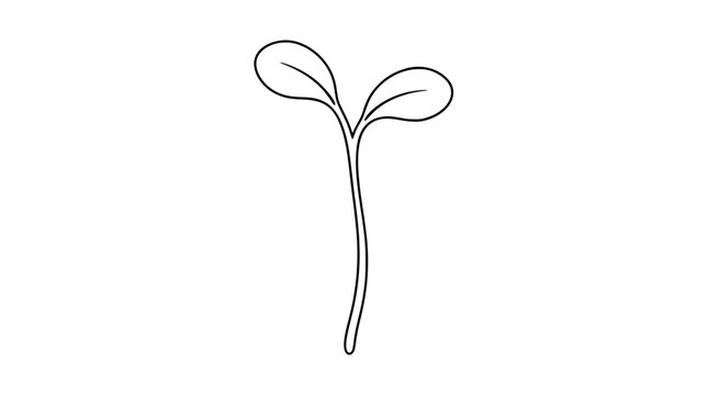 Black outline vector icon of a young seedling with two oval cotyledon leaves bearing inner midveins and a long slender tapering stem drawn with thin lines in centered vertical composition