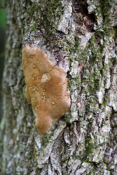 Des champignons sur le tronc d'un arbre mort en for&ecirc;t. Champignon et mousse sur un arbre.	