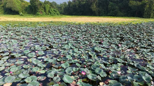 Expansive lake surface covered with dense green leaves and scattered pink flowers under a clear sky at Tasik Raban
