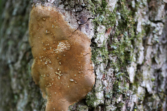 Des champignons sur le tronc d'un arbre mort en for&ecirc;t. Champignon et mousse sur un arbre.	