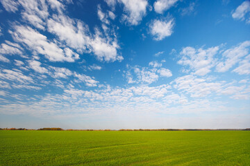 Obraz premium Green agricultural landscape beneath dramatic clouds