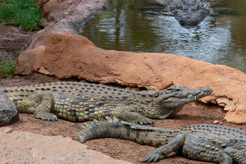 Fototapeta premium Close up of a Nile crocodile (crocodylus niloticus)
