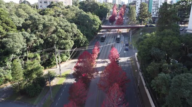 Rua do Outono in Curitiba, Paran&aacute;, Brazil &ndash; Liquidambar Trees, Red Foliage and Autumn Landscape