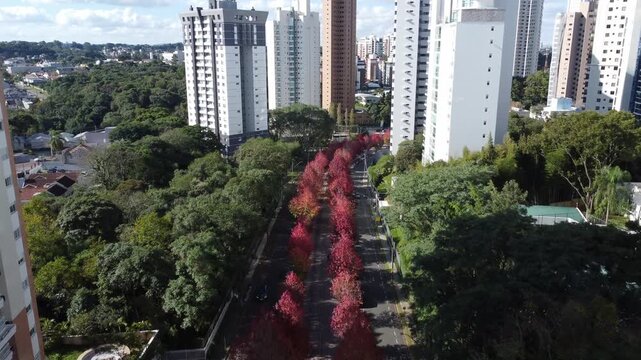 Rua do Outono in Curitiba, Paran&aacute;, Brazil &ndash; Liquidambar Trees, Red Foliage and Autumn Landscape