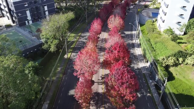 Rua do Outono in Curitiba, Paran&aacute;, Brazil &ndash; Liquidambar Trees, Red Foliage and Autumn Landscape