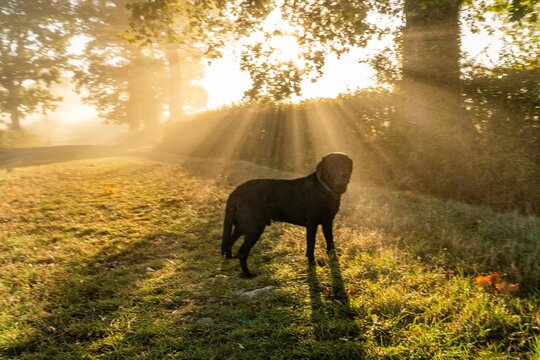 early morning misty walk with the dog