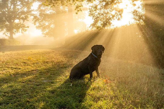 early morning misty walk with the dog