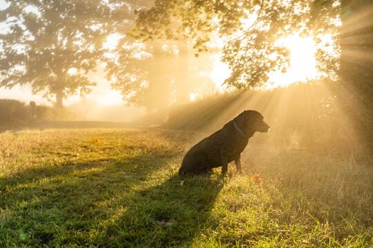 early morning misty walk with the dog
