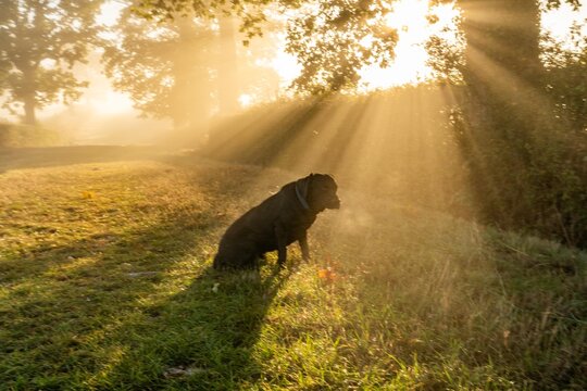 early morning misty walk with the dog