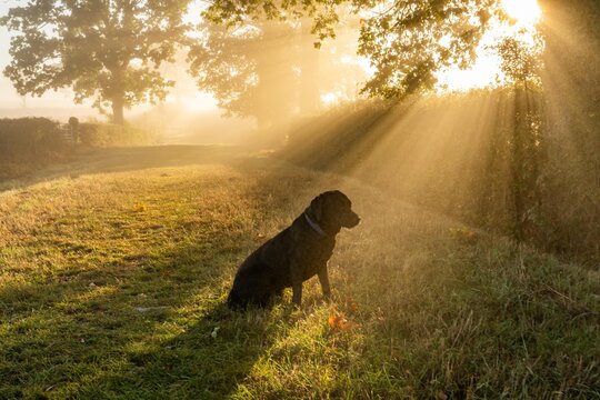early morning misty walk with the dog