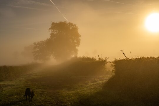 early morning misty walk with the dog