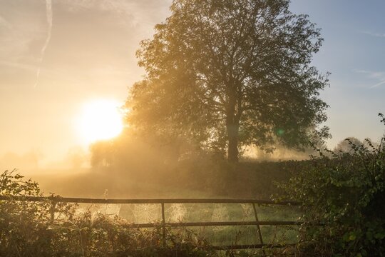 early morning misty walk with the dog
