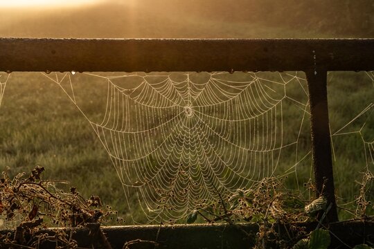 early morning misty walk with the dog