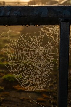 early morning misty walk with the dog