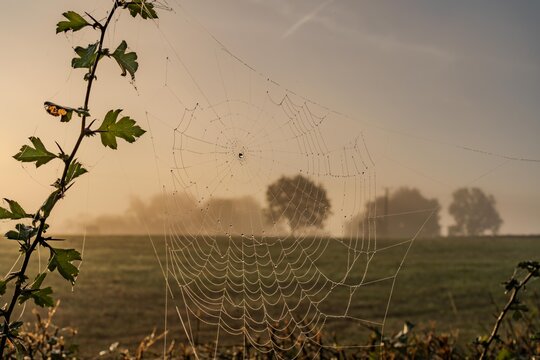 early morning misty walk with the dog