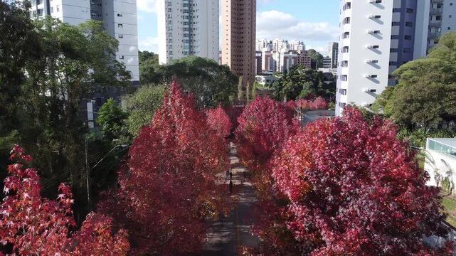 Rua do Outono in Curitiba, Paran&aacute;, Brazil &ndash; Liquidambar Trees, Red Foliage and Autumn Landscape