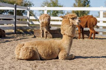Fototapeta premium Brown alpaca in profile beside a white fence - in warm sunlight
