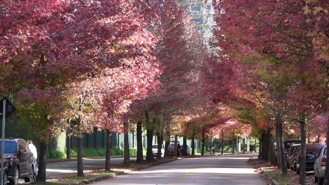 Rua do Outono in Curitiba, Paran&aacute;, Brazil &ndash; Liquidambar Trees, Red Foliage and Autumn Landscape
