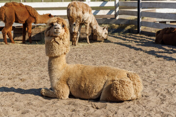 White alpaca resting on warm sandy ground © Evgeny Karandaev