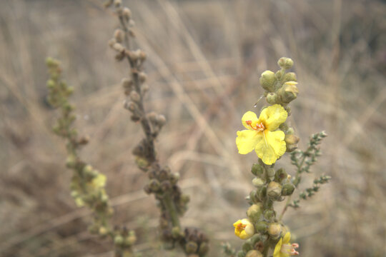 Macro view of a wild yellow mullein plant blooming in autumn steppe landscape