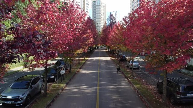Rua do Outono in Curitiba, Paran&aacute;, Brazil &ndash; Liquidambar Trees, Red Foliage and Autumn Landscape