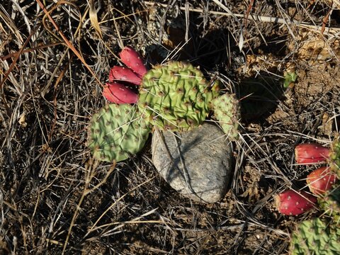 Prickly Pear Cactus (Opuntia) with Red Fruit in Boulder, Colorado
