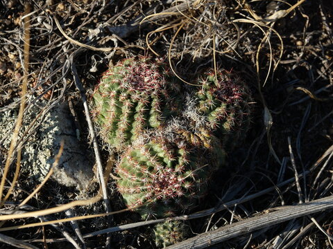 Spinystar Cactus (Pelecyphora vivipara) Growing Wild in Boulder, Colorado
