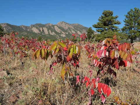 Red Smooth Sumac with Ponderosa Pines and Flatirons in Boulder, Colorado