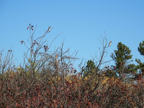 Two House Finches Perched on Autumn Shrubs in Boulder, Colorado