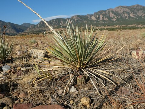 Soapweed Yucca and Spinystar Cactus with Flatirons in Boulder, Colorado