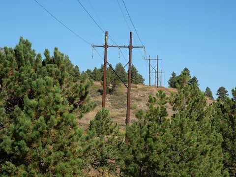 Power Lines Through Ponderosa Pine (Pinus ponderosa) Woodland in Boulder, Colorado
