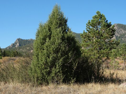 Rocky Mountain Juniper (Juniperus scopulorum) and Ponderosa Pine (Pinus ponderosa) with Flatirons in Boulder, Colorado