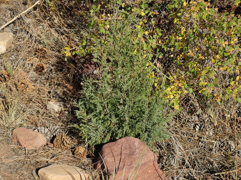 Young Rocky Mountain Juniper (Juniperus scopulorum) Growing in Boulder, Colorado