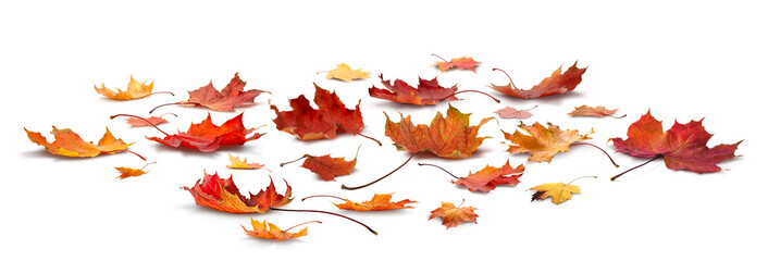 Fototapeta premium Maple autumn leaf isolated on white transparent background autumn season concept