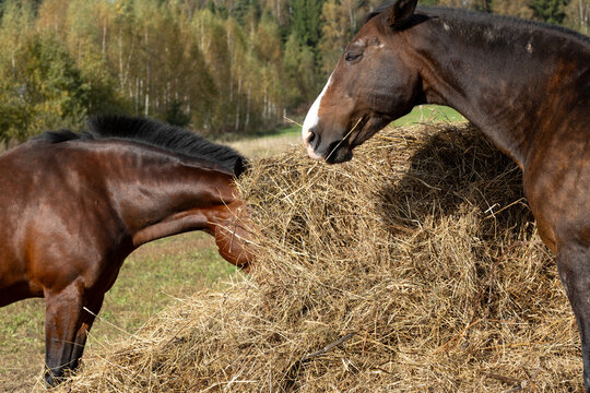 Healthy bay horses enjoy feeding time beside fresh hay mound in countryside meadow highlighting natural livestock dietary intake and equine health care