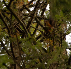 squirrel in tree © Hampus