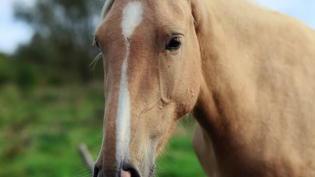 Tan horse in a pasture as a person reaches to pet its face. Horse and human interaction. Equine care and animal companionship. Rural farm life and nature.
