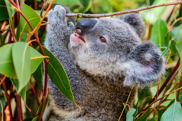 Closeup of a koala eating eucalyptus tree leaves  Native Australian wildlife  marsupial animal in the wild in black and white © AtlasRoaming