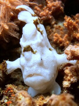 Warty frogfish (Antennarius maculatus) well camouflaged on a coral reef. Taken in Sharm El Sheikh, Egypt.