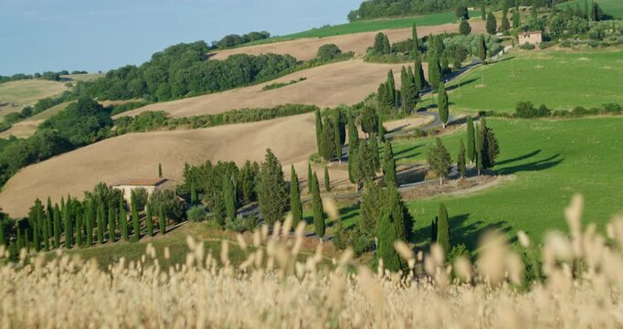 Famous winding cypress road near La Foce in Val d'Orcia, Tuscany, Italy, crossing green and golden rolling hills