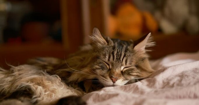Cinematic close-up of a sleeping fluffy Kurilian Bobtail cat with closed eyes resting on a soft bed, warm cozy home atmosphere, pet comfort concept