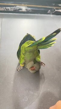 Cute green parrot rolling playfully on its back during funny video footage in a domestic room setting