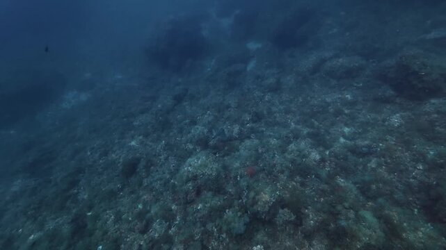 Little stingray swimms in a deep seabed - Marine life