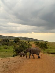 African elephant mother and calf walking together across a dirt road in the savanna under a dramatic cloudy sky. © Vassi