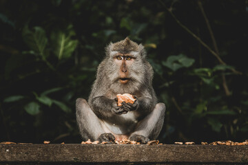 Macaque eating in tropical forest, Bali © Juall