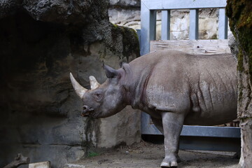 rhino in the grass © Art by Fern 