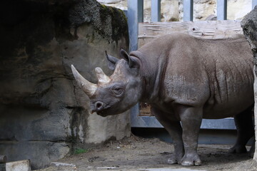 rhino in the wild © Art by Fern 